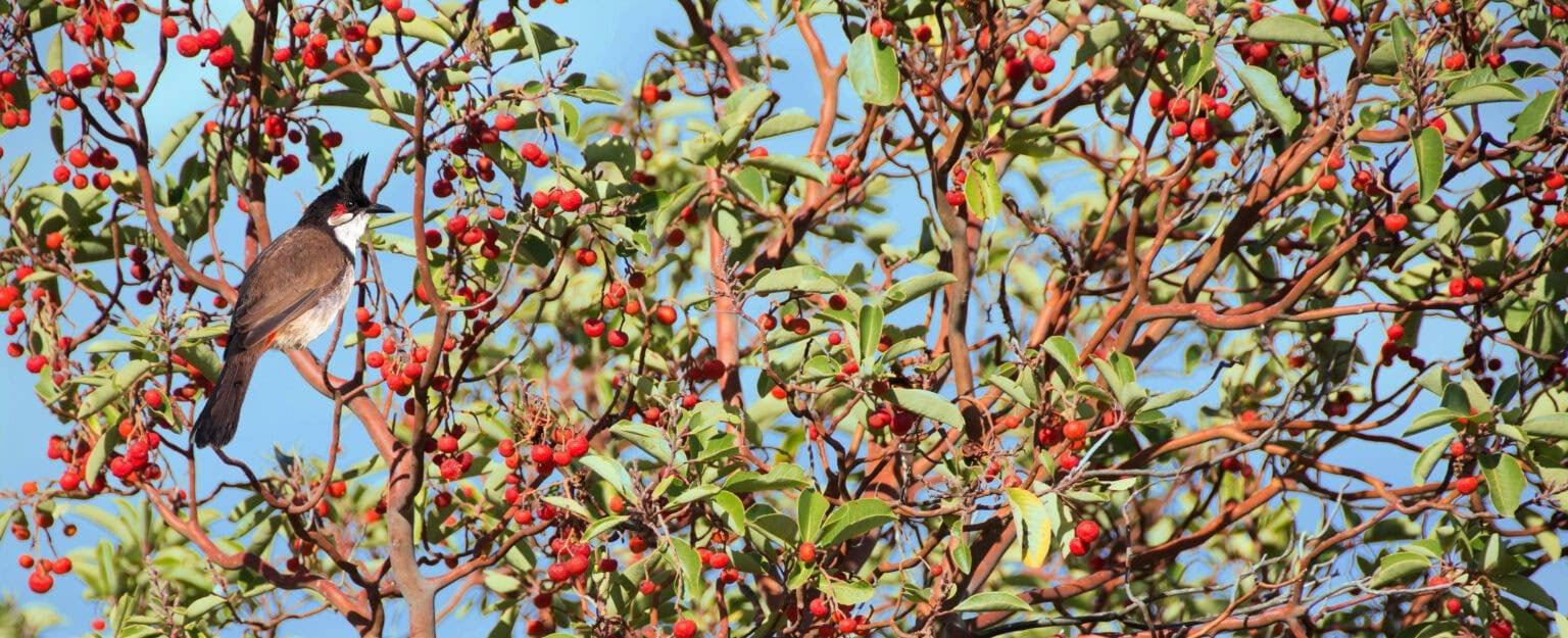 Sandalwood in Ayurveda for Modern Wellness