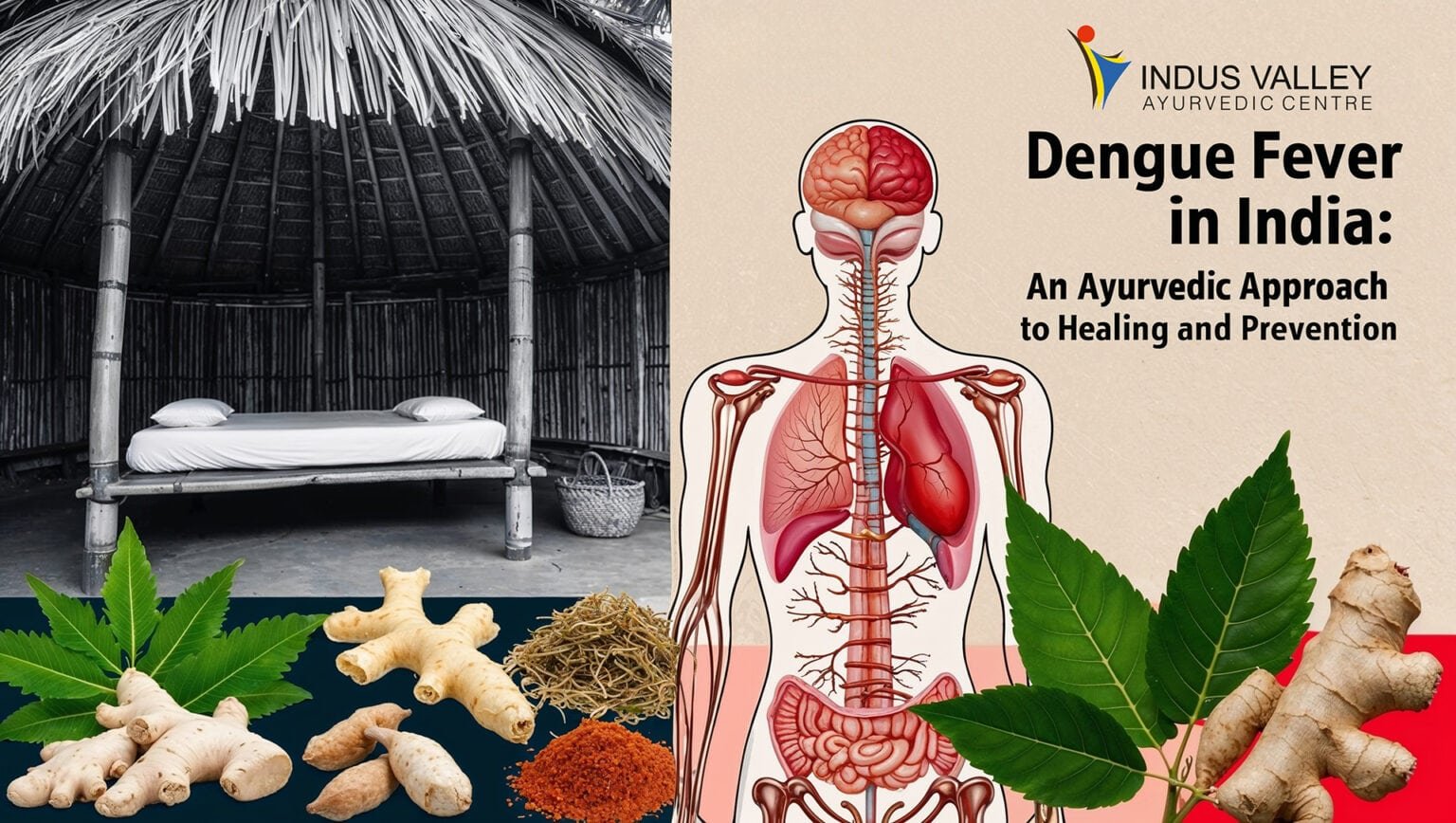 A split image illustrating Ayurvedic treatment for Dengue Fever. The left side shows a traditional, serene Ayurvedic healing hut with a simple bed, under a thatched roof, representing the natural and peaceful environment often associated with Ayurvedic practices. The right side features a human anatomical diagram focusing on the chest, lungs, and digestive system, hinting at the holistic nature of Ayurvedic treatment targeting multiple systems in the body. Below, various Ayurvedic herbs are displayed, including ginger roots, neem leaves, and powdered herbs, symbolising natural remedies used in Ayurveda. The Indus Valley Ayurvedic Centre logo and the title ‘Dengue Fever in India: An Ayurvedic Approach to Healing and Prevention’ are prominently featured on the right.