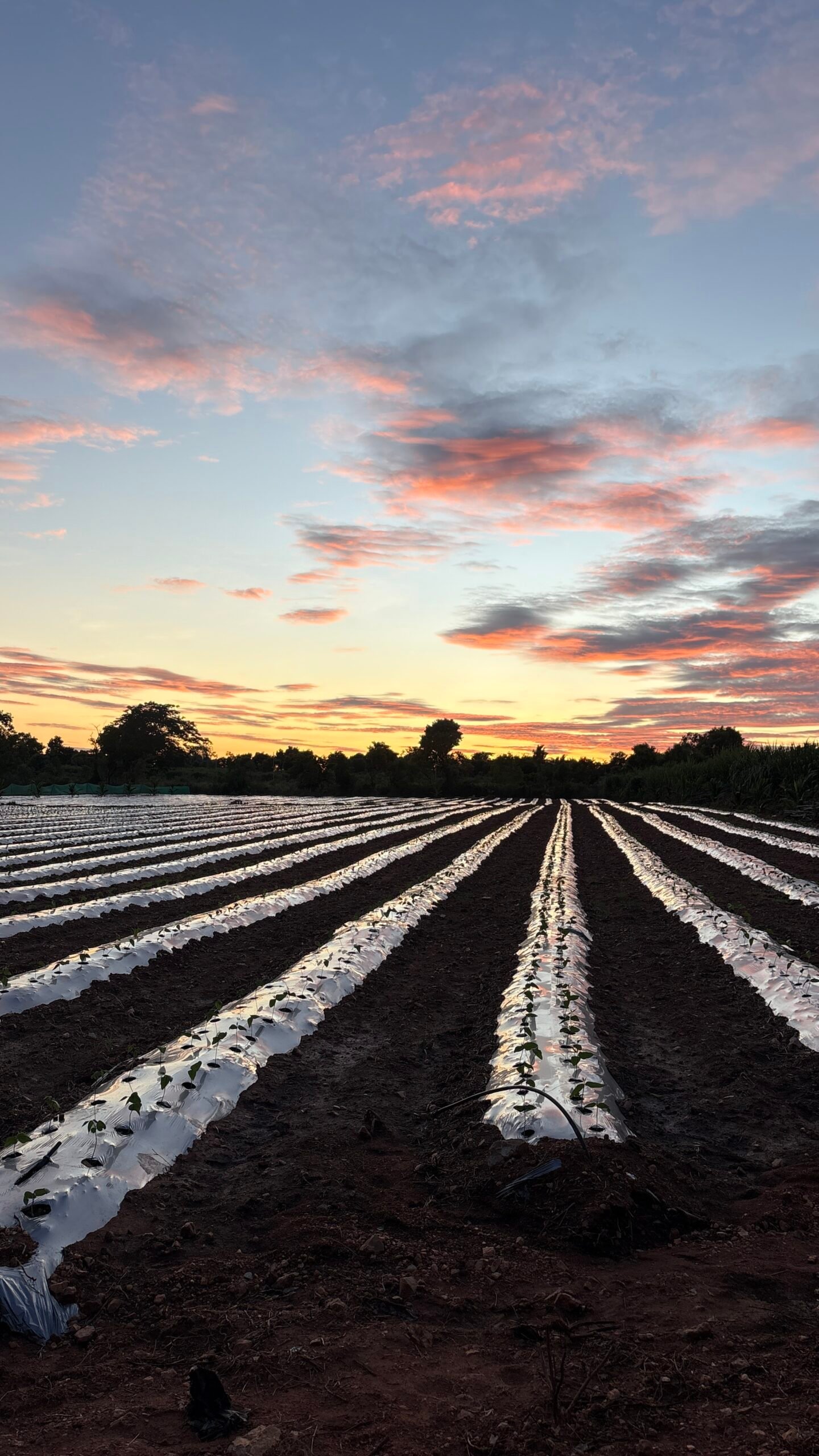 IVAC farm and natural cultivation
